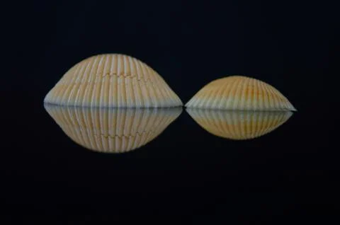 Isolation image of Shells with great reflection Stock Photos