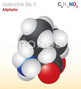 Isoleucine (Ile, I) amino acid molecule. (Chemical formula C6H13NO2 ...