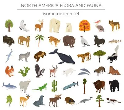 Isometric 3d North America flora and fauna elements. Animals, birds and sea l Stock Illustration