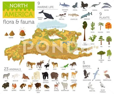Isometric 3d North America flora and fauna map elements. Animals, birds and s Stock Illustration