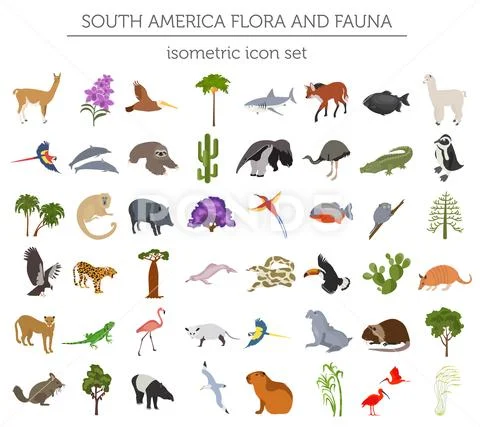 Isometric 3d South America flora and fauna elements. Animals, birds and sea l Stock Illustration