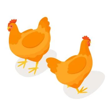Isometric 3d vector illustration of chicken. Stock Illustration