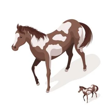 Isometric 3d vector illustration of pinto horses Stock Illustration