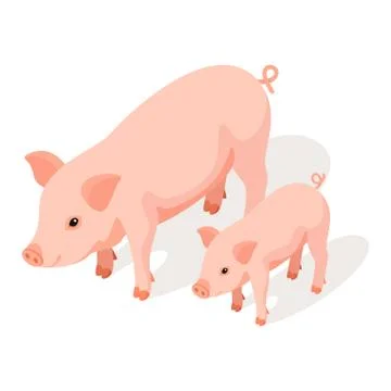 Isometric 3d vector illustration of small and large pig Stock Illustration