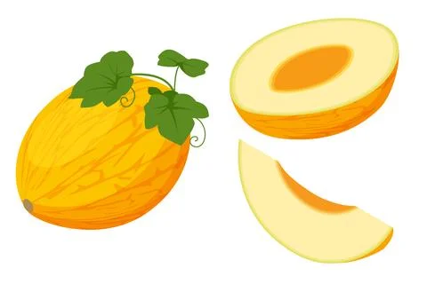 Isometric Cavaillon Melon, Cucumis melon, Fruit. It is a healthy and nutritious Stock Illustration