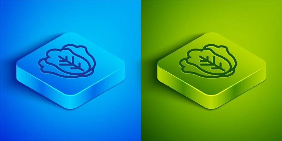 Isometric line Fresh cabbage vegetable icon isolated on blue and green Ilustración de archivo