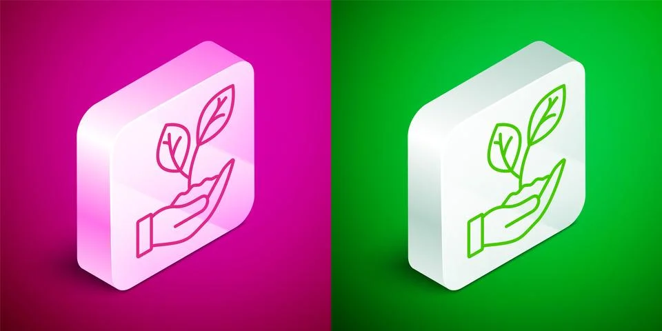 Isometric line Hand hold a leaf of the plant icon isolated on pink and gree.. Stock Illustration