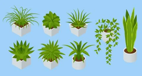 Isometric set of Indoor flowers isolated. Succulents and house plants Stock Illustration