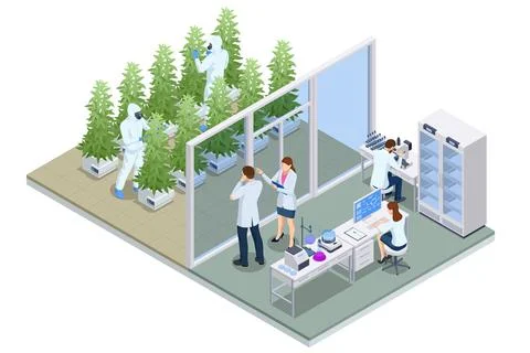 Isometric testing cannabis buds for the extraction of medicinal oil. Herbal Stock Illustration