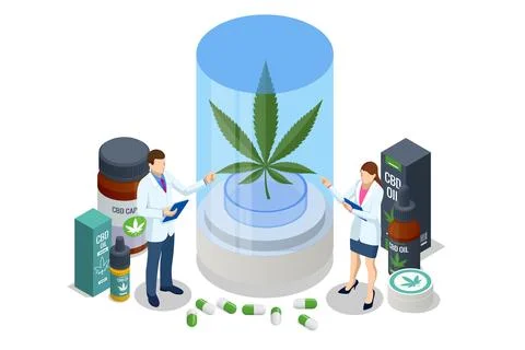 Isometric testing cannabis buds for the extraction of medicinal oil. Herbal Stock Illustration