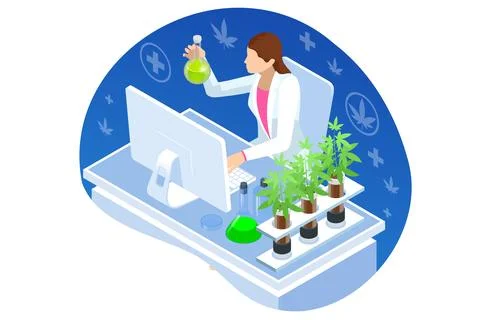 Isometric testing cannabis buds for the extraction of medicinal oil. Herbal Stock Illustration