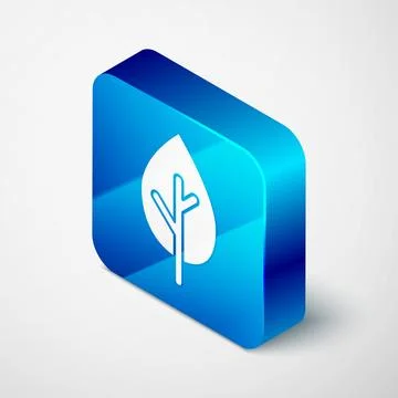 Isometric Tree icon isolated on grey background. Forest symbol. Blue square b Stock-Illustration