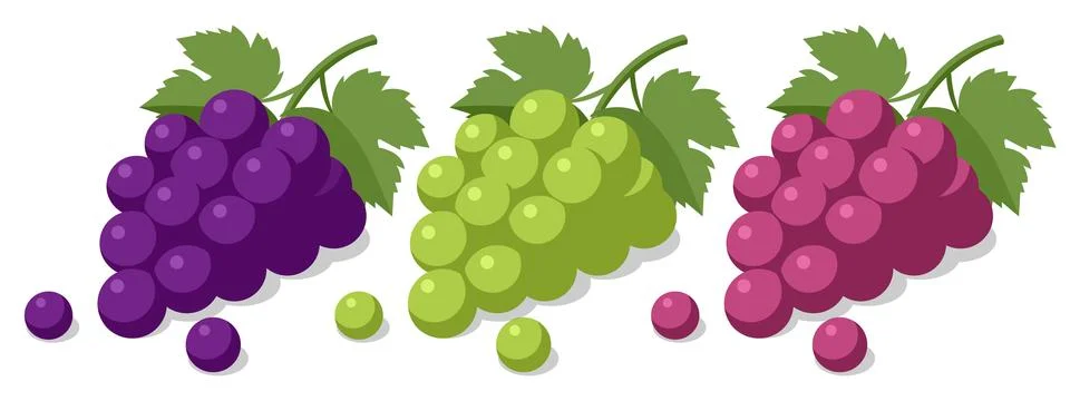 Isometric vector set of purple, green, and red grape bunch with leaf. Fresh Stock Illustration