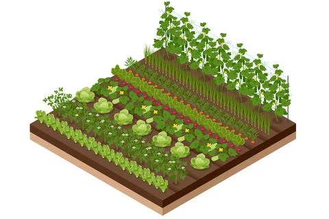 Isometric Vegetable garden. Vegetables in backyard formal garden. Vegetables 스톡 일러스트