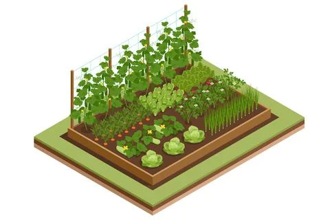 Isometric Vegetable garden. Vegetables in backyard formal garden. Vegetables 스톡 일러스트