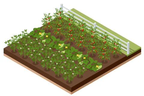 Isometric Vegetable garden. Vegetables in backyard formal garden. Vegetables 스톡 일러스트