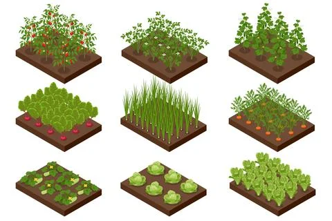 Isometric Vegetable garden. Vegetables in backyard formal garden. Vegetables 스톡 일러스트