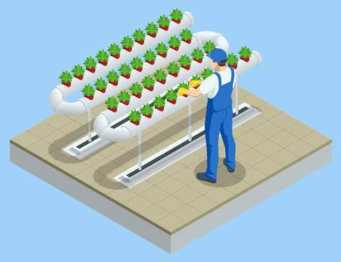 Isometric vegetable hydroponic system, modern greenhouse smart plant beds Stock Illustration