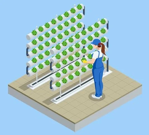 Isometric vegetable hydroponic system, modern greenhouse smart plant beds Stock Illustration