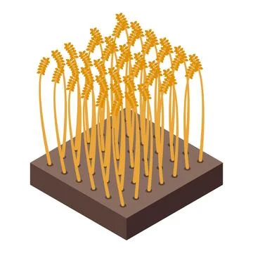 Isometric wheat field on white background Stock Illustration