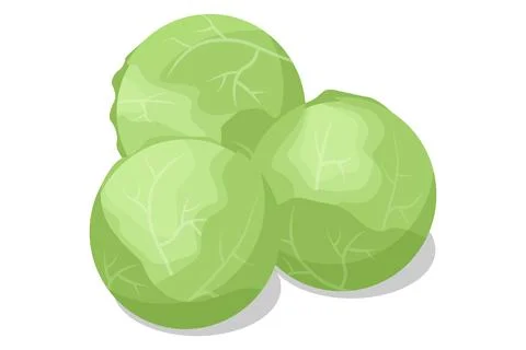 Isometric White cabbage isolated on white background. White cabbage is a popular Stock Illustration