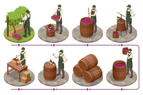 Isometric wine production infographic with grape harvest, press, vat, barrel and Stock Illustration