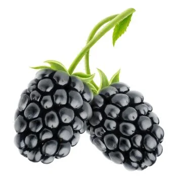 Isoolated blackberries Stock Photos