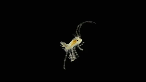 Isopoda Munna sp. under the microscope, of the family Munnidae Stock Footage 136163673