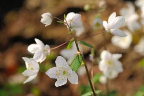 Isopyrum thalictroides Stock Photos