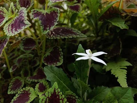 Isotoma longiflora Stock Photos