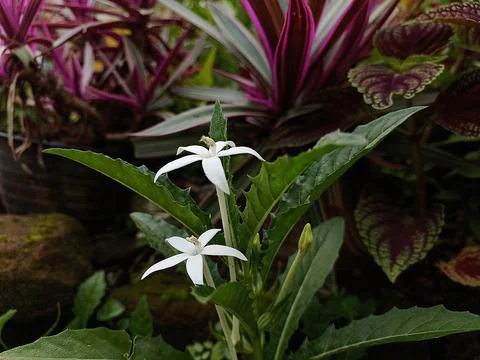 Isotoma longiflora Stock Photos
