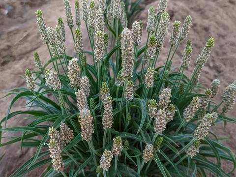 Ispaghula Plant Flower Stock Photos