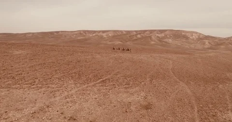 Israel Aerial drone of Middle Eastern camel owners in desert convoy tourism Stock Footage 79076689