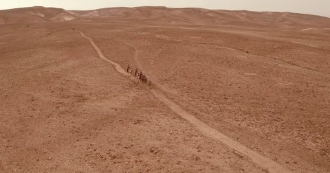 Israel Aerial drone of Middle Eastern camel owners in desert convoy tourism Stock Footage 79076741