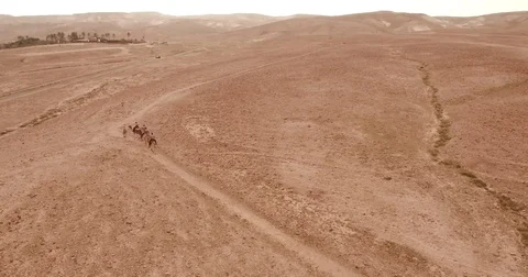 Israel Aerial drone of Middle Eastern camel owners in desert convoy tourism Stock Footage 79076764