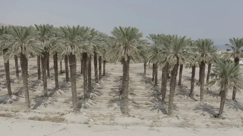 ISRAEL desert- 10-bit Dlog-M Color Profile Stock Footage 120352172