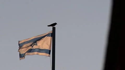 Israel Flag With a bird.mp4 Stock Footage 43149057