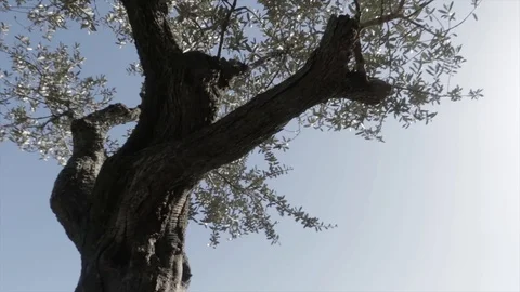 Israel Olive Tree pan Stock Footage