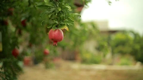 Israel pomegranate on tree Stock Footage 93423250