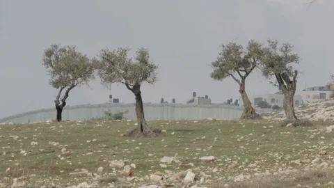 Israel security Wall and olive trees Stock Footage 90493491