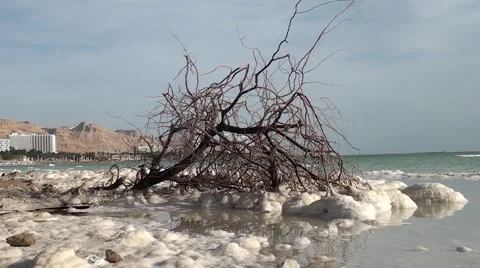 Israel.Dead Sea.Dried tree on the coast of the Dead Sea Video stock 68456264