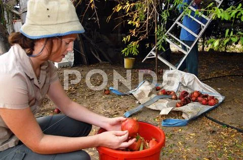 Israeli farmers are picking up pomegranates Stock Photos
