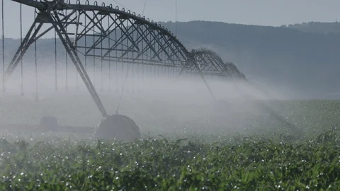 Israeli field Irrigation system watering corn, bird flies up Stock Footage