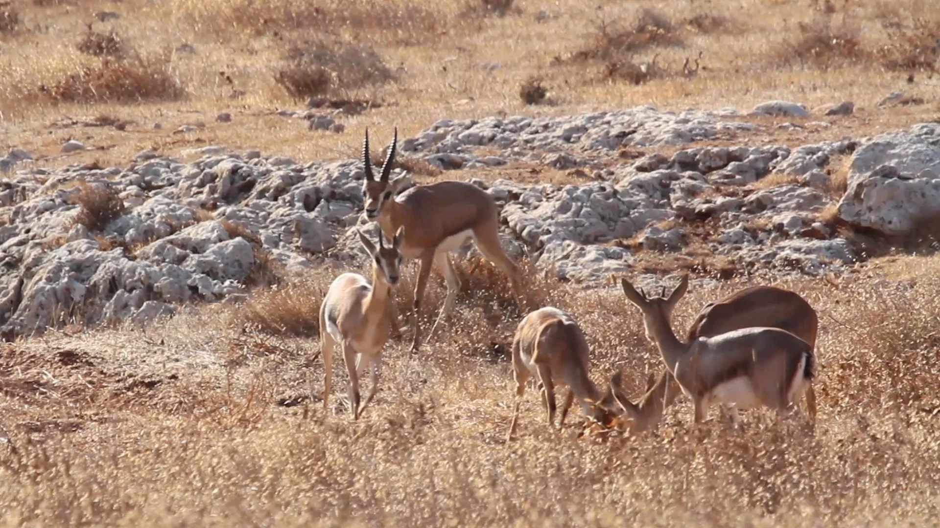 Israeli Mountain Gazelle Running Stock Video Pond5