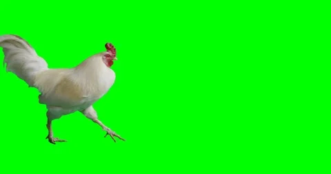 Isrolated rooster or chicken on green screen running Stock Footage