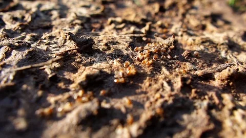 The issue of building a home with wood is termite-eaten wood lots Stock Footage 111835853