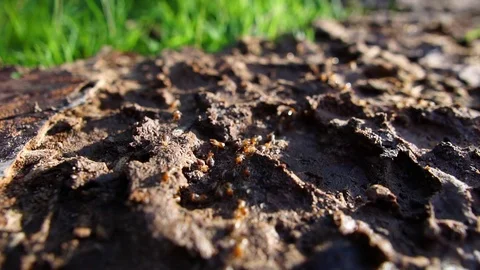 The issue of building a home with wood is termite-eaten wood lots Stock Footage 111837542