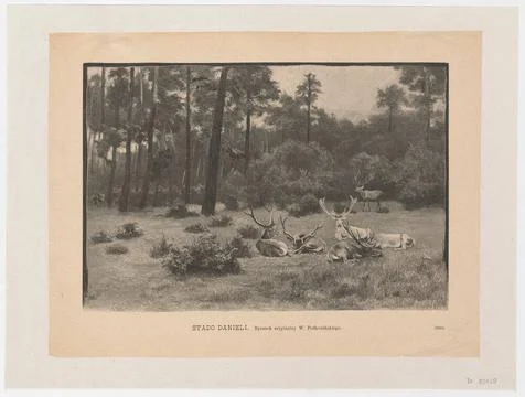 ï»¿Stado danieli Fallow deer herd ; from: Tygodnik Ilustrowany 1888, no. 2 Stock Photos