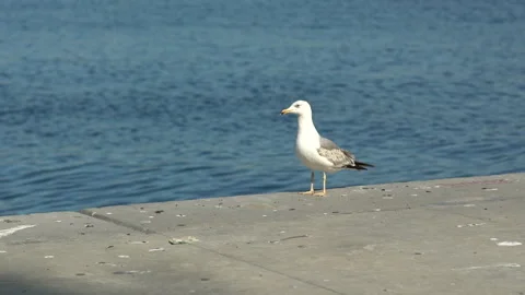 Istanbul Bosphorus, seagull watching the sea, jk01 Stock Footage 259563553