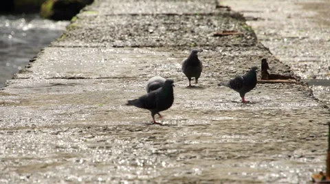 Istanbul doves Stock Footage 37886657